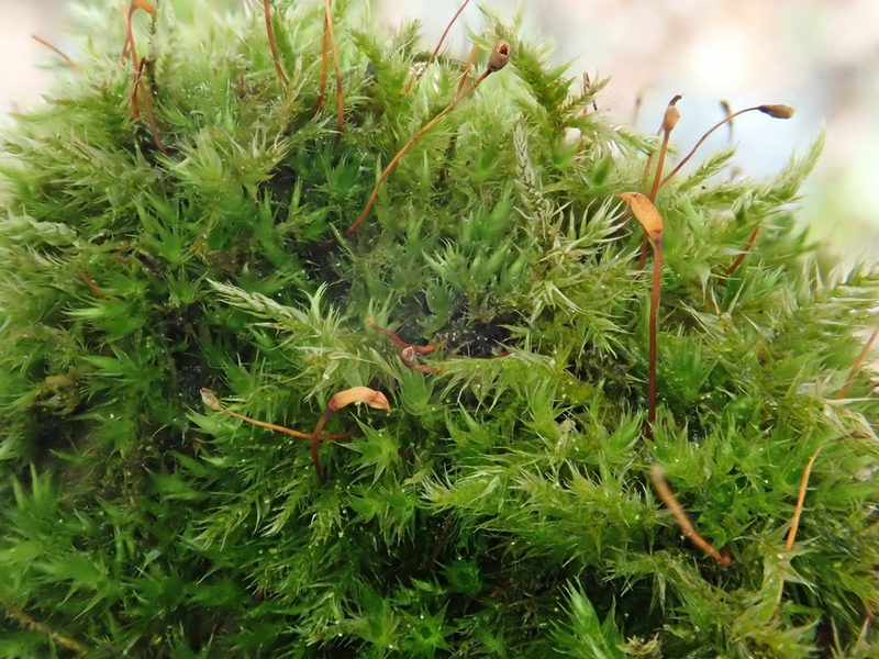 Sciuro-hypnum populeum, photographed by Christian Berg