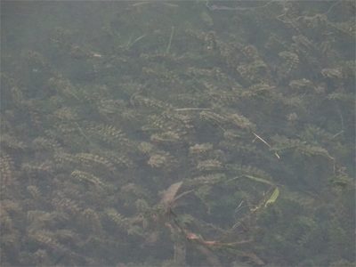 Elodea canadensis, photographed by Christian Berg