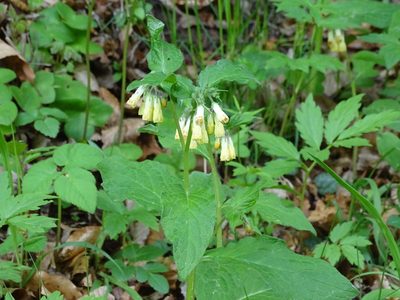 Symphytum tuberosum, photographed by Christian Berg