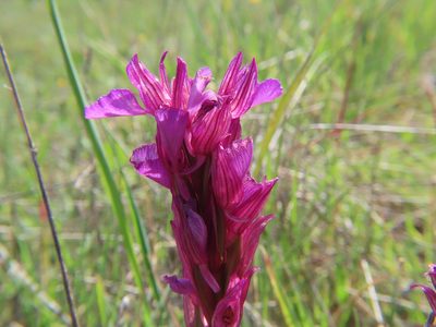 Anacamptis papilionacea, photographed by Juan C. Espinosa