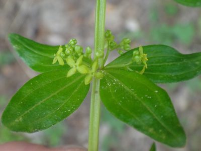 Cruciata glabra, photographed by Christian Berg