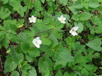 Isopyrum thalictroides, photographed by Christian Berg