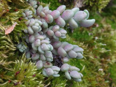 Sedum dasyphyllum, photographed by Christian Berg