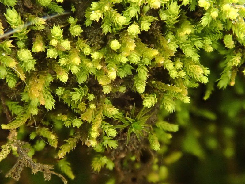 Claopodium rostratum, photographed by Christian Berg