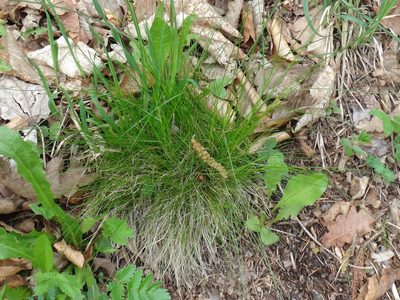 Festuca heterophylla, photographed by Christian Berg