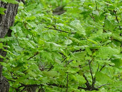 Quercus petraea, photographed by Christian Berg