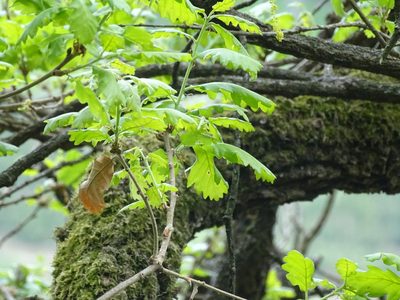 Quercus pubescens, photographed by Christian Berg