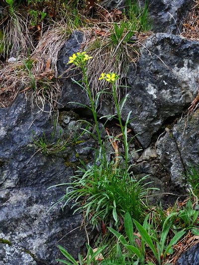 Erysimum sylvestre, photographed by Christian Berg