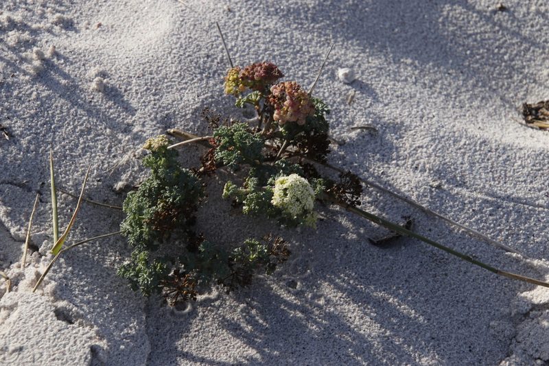 Dasispermum suffruticosum, photographed by Tony Rebelo