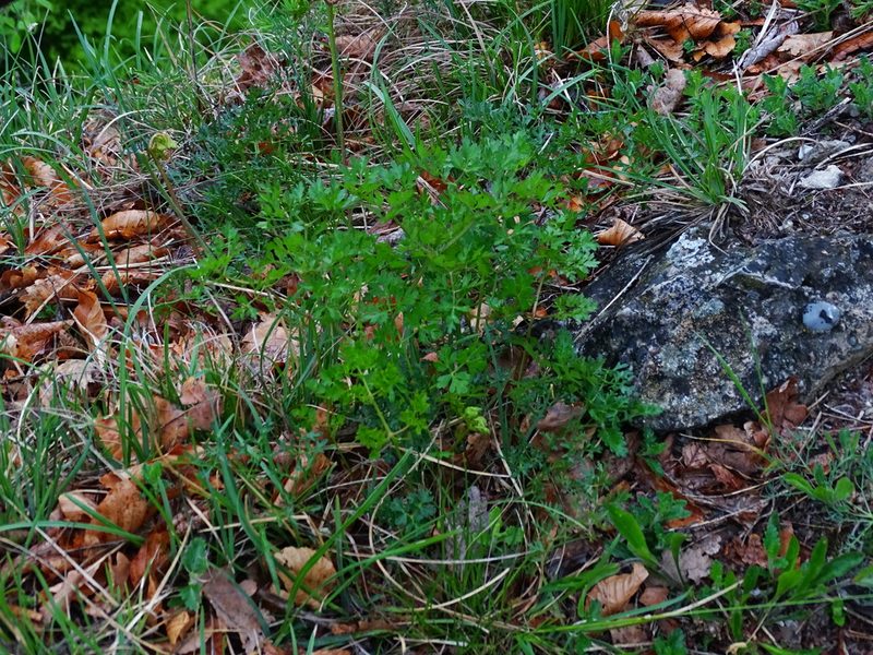 Peucedanum oreoselinum, photographed by Christian Berg