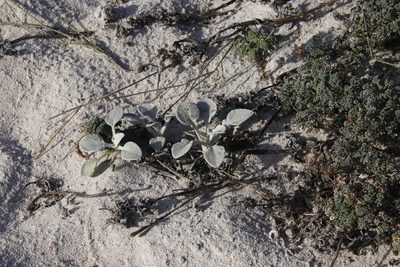Arctotheca populifolia, photographed by Tony Rebelo