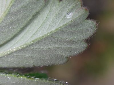Potentilla incana, photographed by Christian Berg