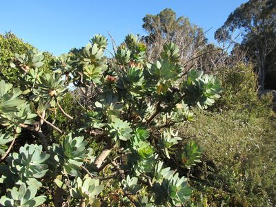Protea nitida, photographed by Jared Zachary Herman