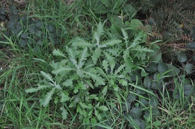 Senecio glomeratus, photographed by Tony Wills