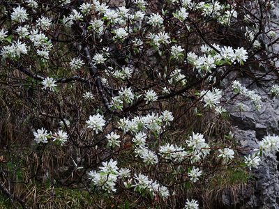 Amelanchier ovalis, photographed by Christian Berg