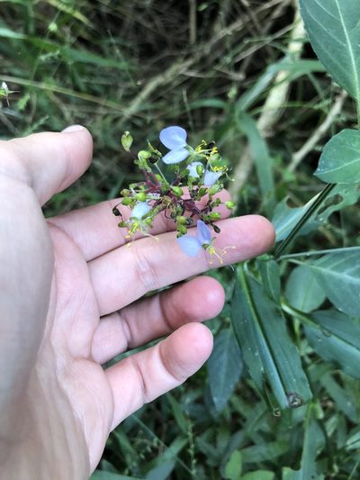 Aneilema dregeanum, photographed by Sunčana Bradley