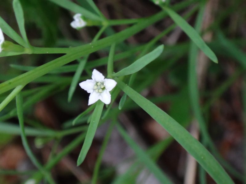 Thesium linophyllon, photographed by Christian Berg