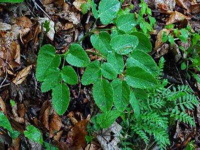 Laserpitium latifolium, photographed by Christian Berg