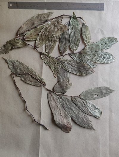 Thottea siliquosa, photographed by T R Shankar Raman