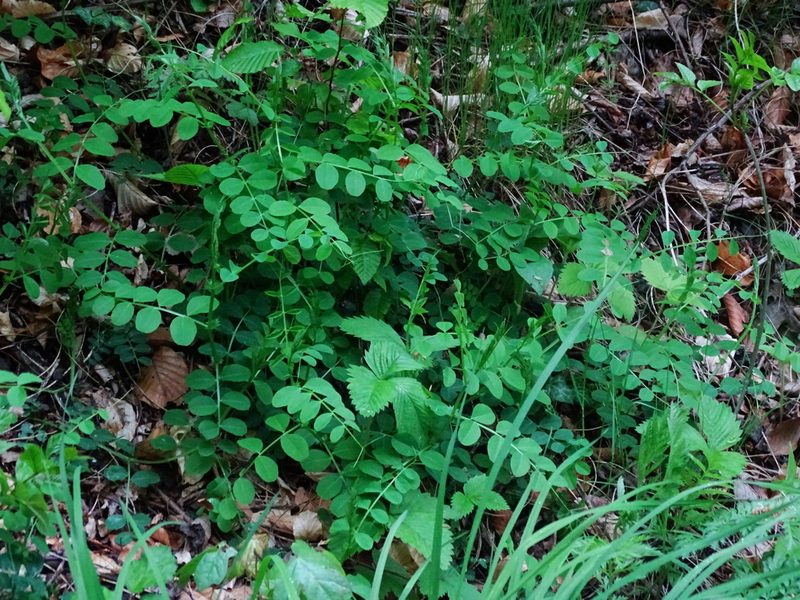 Vicia dumetorum, photographed by Christian Berg