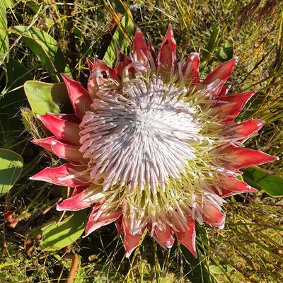 Protea cynaroides, photographed by Corli du Toit Smith