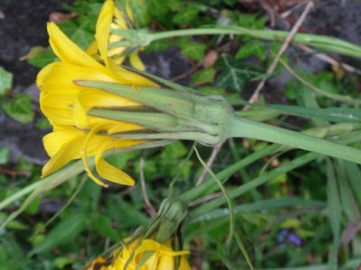 Tragopogon orientalis, photographed by Christian Berg