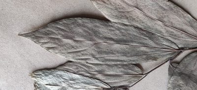 Thottea siliquosa, photographed by T R Shankar Raman
