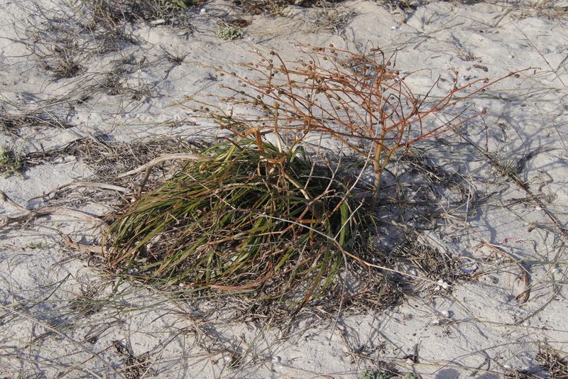Trachyandra divaricata, photographed by Tony Rebelo