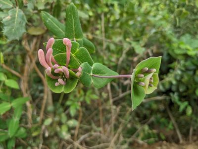 Lonicera implexa, photographed by Katarzyna Żarnowiec
