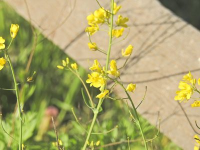 Brassica rapa, photographed by Navin Sasikumar