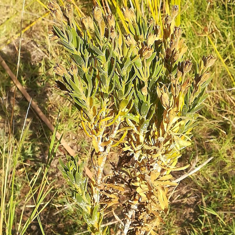 Orphium frutescens, photographed by Dagmar Gleiss