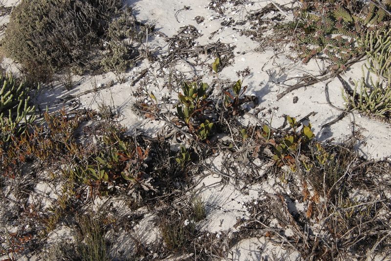 Limonium peregrinum, photographed by Tony Rebelo