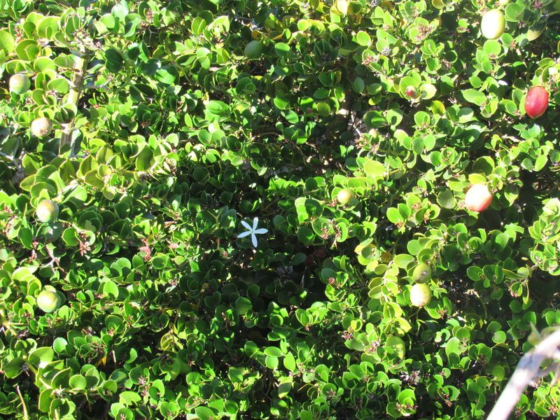 Carissa macrocarpa, photographed by Jared Zachary Herman