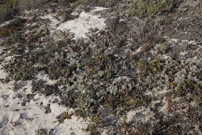 Grielum grandiflorum, photographed by Tony Rebelo