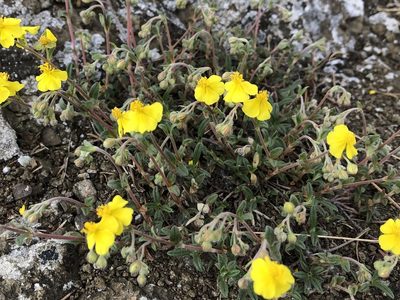 Helianthemum canum, photographed by Pavel Kacl