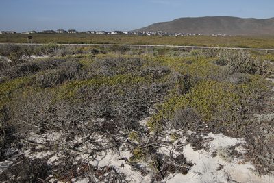 Searsia glauca, photographed by Tony Rebelo