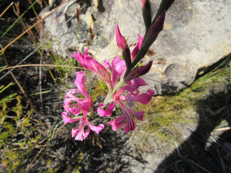 Tritoniopsis lata, photographed by Jared Zachary Herman