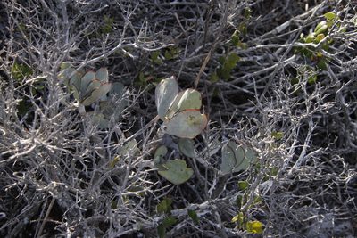 Cotyledon orbiculata, photographed by Tony Rebelo