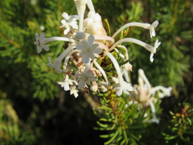 Gnidia pinifolia, photographed by Jared Zachary Herman