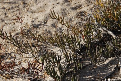 Ruschia macowanii, photographed by Tony Rebelo