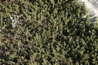 Tetragonia decumbens, photographed by Tony Rebelo
