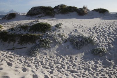 Arctotheca populifolia, photographed by Tony Rebelo
