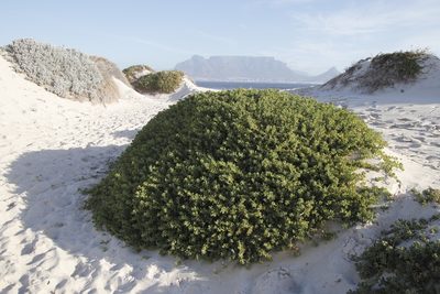 Tetragonia decumbens, photographed by Tony Rebelo