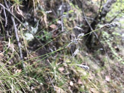 Sesleria caerulea, photographed by Pavel Kacl