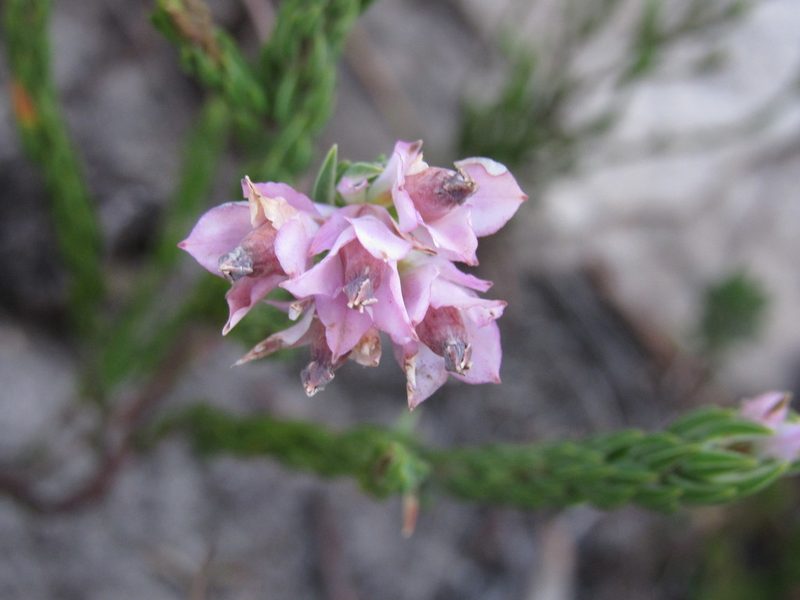 Erica taxifolia, photographed by Jared Zachary Herman