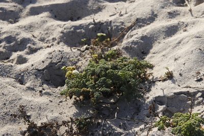 Dasispermum suffruticosum, photographed by Tony Rebelo