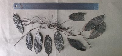 Dioscorea oppositifolia, photographed by T R Shankar Raman