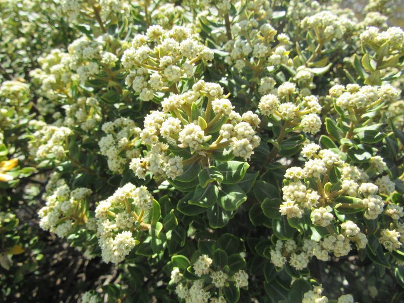 Phylica buxifolia, photographed by Jared Zachary Herman