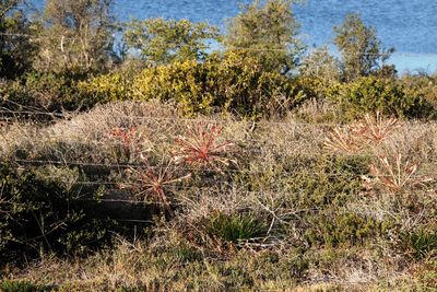 Brunsvigia orientalis, photographed by Tony Rebelo