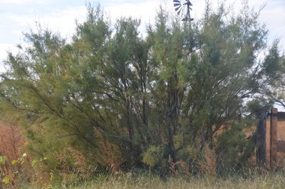 Tamarix gallica, photographed by Lauu